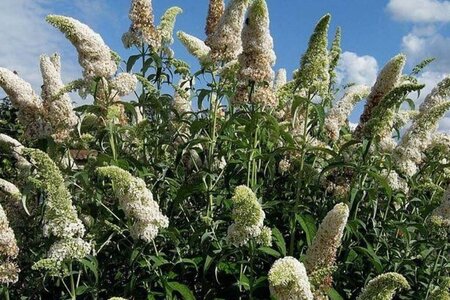 Buddleja d. 'White Profusion' 100-125 cm met kluit - afbeelding 2