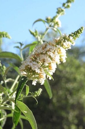 Buddleja d. 'White Profusion' 100-125 cm met kluit - afbeelding 3