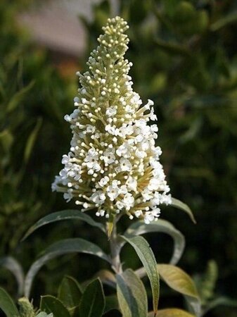 Buddleja d. 'White Profusion' 100-125 cm met kluit - afbeelding 4