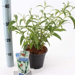 Buddleja d. 'White Profusion' 30-40 cm cont. 2,0L - afbeelding 1