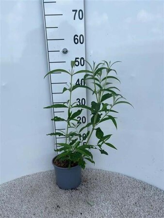 Buddleja d. 'White Profusion' 30-40 cm cont. 2,0L - afbeelding 4