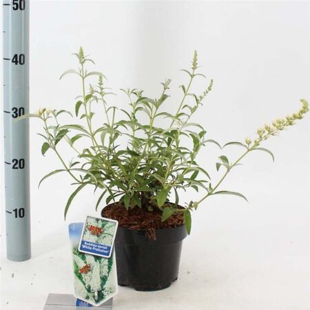 Buddleja d. 'White Profusion' 30-40 cm cont. 2,0L - afbeelding 2