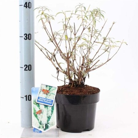 Buddleja d. 'White Profusion' 30-40 cm cont. 2,0L - afbeelding 3