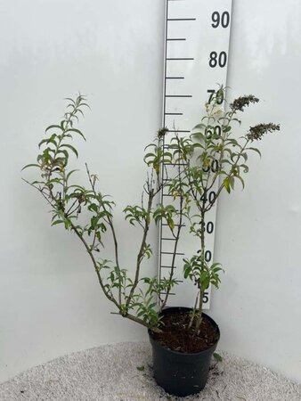 Buddleja d. 'White Profusion' 60-80 cm cont. 5,0L