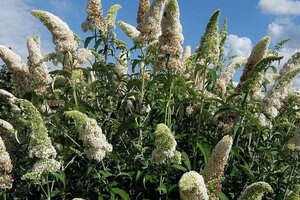 Buddleja d. 'White Profusion' 60-90 cm cont. 3,0L - afbeelding 2