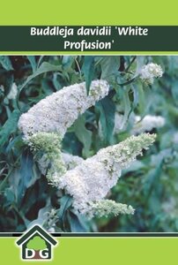 Buddleja d. 'White Profusion' geen maat specificatie cont. 3,0L - afbeelding 1