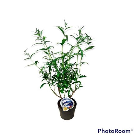 Buddleja d. 'White Profusion' geen maat specificatie cont. 3,0L - afbeelding 4