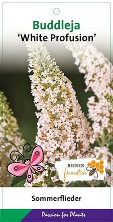 Buddleja d. 'White Profusion' geen maat specificatie cont. 3,0L - afbeelding 6