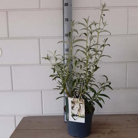 Buddleja d. 'White Profusion' geen maat specificatie cont. 3,0L - afbeelding 7