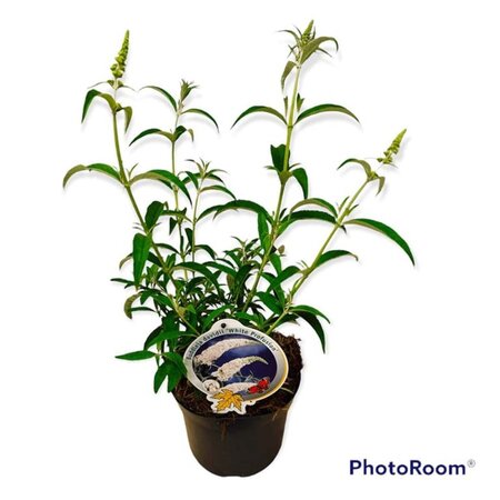 Buddleja d. 'White Profusion' geen maat specificatie cont. 3,0L - afbeelding 5