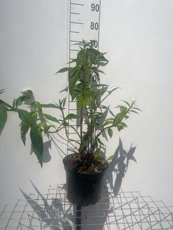 Buddleja d. 'White Profusion' geen maat specificatie cont. 7,5L