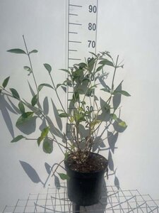 Buddleja 'Lochinch' geen maat specificatie cont. 7,5L