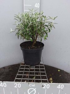 Buddleja Silver Anniversary 30-40 cm cont. 7,5L