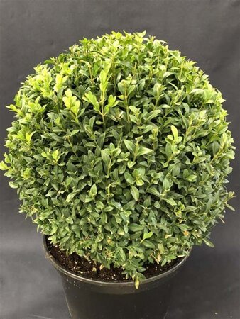 Buxus sempervirens 100 cm met kluit bol - afbeelding 3