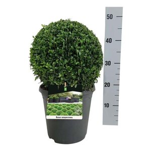 Buxus sempervirens 30 cm cont. 5,0L bol - afbeelding 2