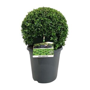 Buxus sempervirens 35 cm cont. 7,5L bol - afbeelding 1