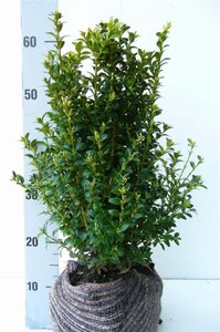 Buxus sempervirens 40-50 cm met kluit - afbeelding 2