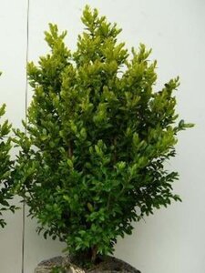 Buxus sempervirens 40-50 cm met kluit - afbeelding 3