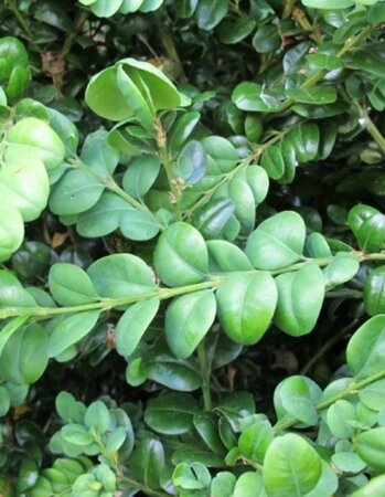 Buxus sem. 'Rotundifolia' 120-140 cm cont. 12L - afbeelding 1