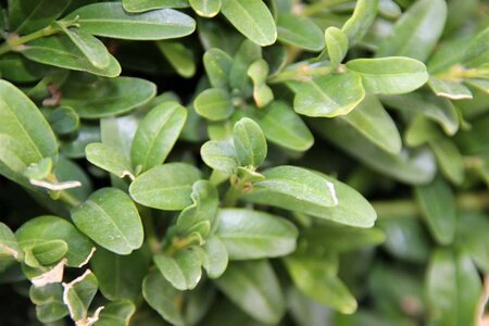 Buxus sem. 'Rotundifolia' 120-150 cm met kluit - afbeelding 2