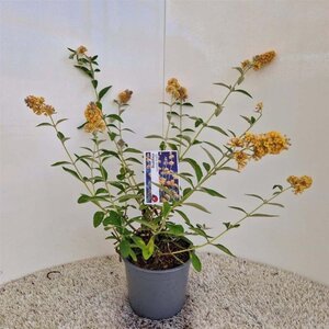 Buddleja weyer. 'Sungold' 30-40 cm cont. 3,0L