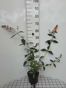 Buddleja weyer. 'Sungold' geen maat specificatie cont. 2,0L - afbeelding 1