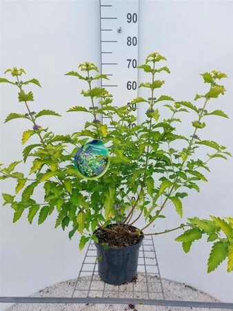 Caryopteris cland. Hint of Gold 30 cm cont. 3,0L