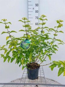 Caryopteris cland. Hint of Gold 30 cm cont. 3,0L