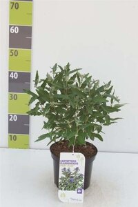 Caryopteris clandonensis 30-40 cm cont. 3,0L - afbeelding 6