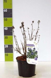 Caryopteris clandonensis 30-40 cm cont. 3,0L - afbeelding 7