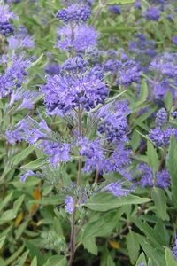 Caryopteris clandonensis 30-40 cm cont. 3,0L - afbeelding 4