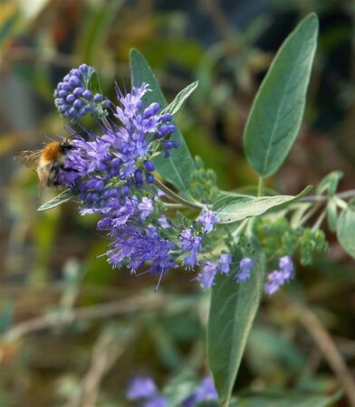 Caryopteris clandonensis 40-60 cm cont. 3,0L - afbeelding 2