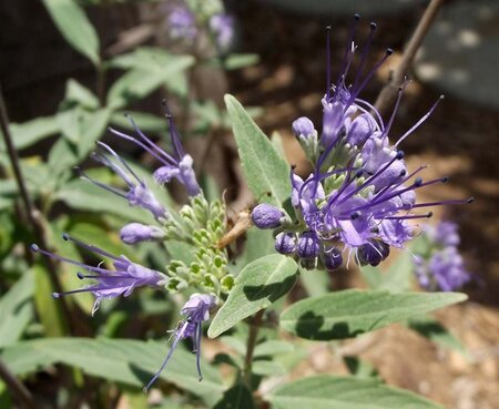 Caryopteris clandonensis 60-80 cm container - afbeelding 1