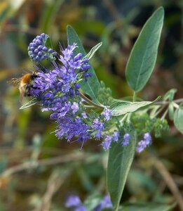 Caryopteris clandonensis 60-80 cm container - afbeelding 2