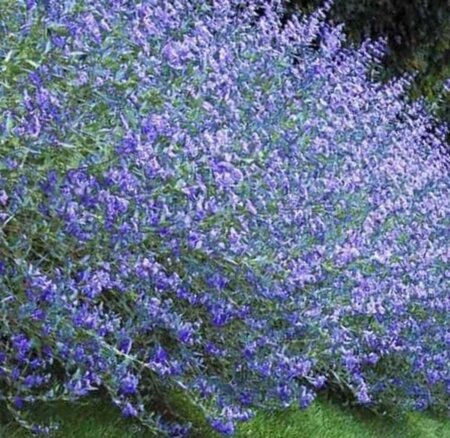 Caryopteris clandonensis 60-80 cm container - afbeelding 3