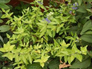 Caryopteris cland. 'Worcester Gold' 30-40 cm cont. 3,0L - image 1