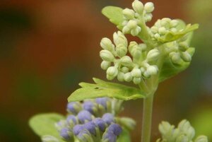 Caryopteris cland. 'Worcester Gold' 30-40 cm cont. 3,0L - image 2