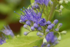 Caryopteris cland. 'Worcester Gold' 30-40 cm cont. 3,0L - image 3