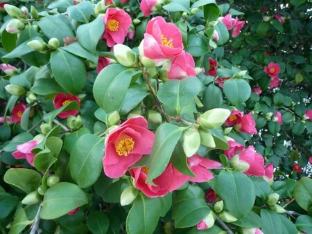 Camellia j. 'Lady Campbell' ROOD 60-80 cm container - image 1