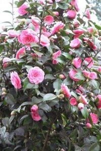 Camellia j. 'Lady Campbell' ROOD 60-80 cm container - image 3