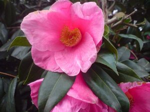 Camellia j. 'Lady Campbell' ROOD 60-80 cm container - image 4