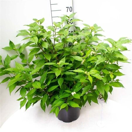 Callicarpa jap. 'Leucocarpa' 50-60 cm cont. 10L