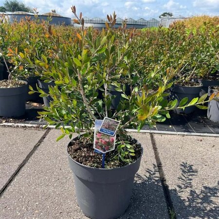 Callistemon vimin. Hot Pink 60-80 cm cont. 15L