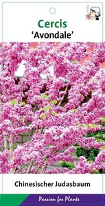 Cercis chinensis 'Avondale' 60-80 cm cont. 5,0L - afbeelding 2