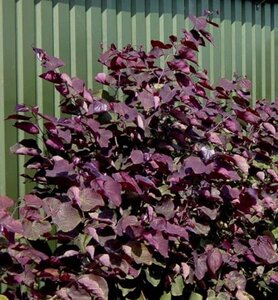 Cercis can. 'Forest Pansy' 175-200 cm cont. 20L - afbeelding 4