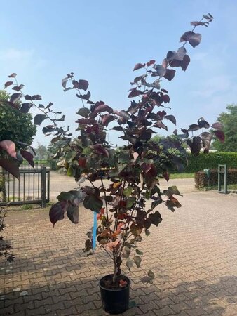 Cercis can. 'Forest Pansy' 175-200 cm cont. 20L - afbeelding 2