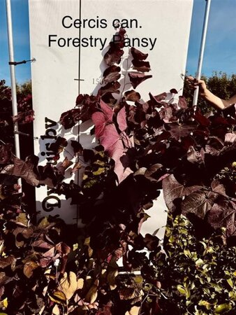 Cercis can. 'Forest Pansy' 175-200 cm met kluit