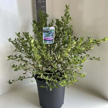 Ceanothus griseus 'Yankee Point' 40-50 cm cont. 10L - afbeelding 2