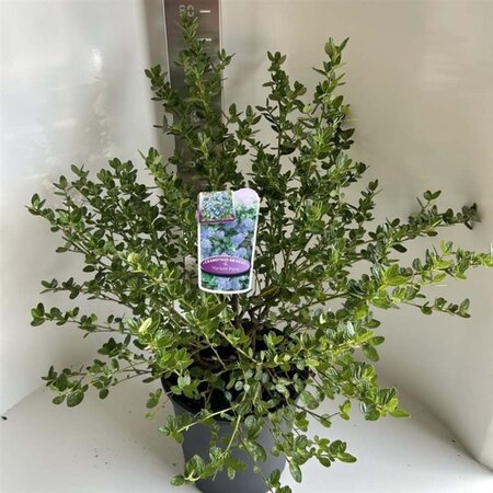 Ceanothus griseus 'Yankee Point' 40-50 cm cont. 10L - afbeelding 3