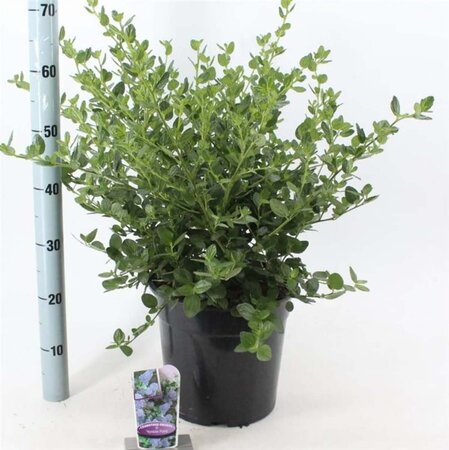 Ceanothus griseus 'Yankee Point' 40-50 cm cont. 10L - afbeelding 1